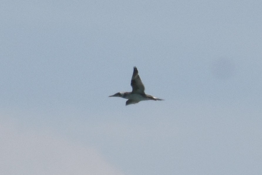 Northern Gannet - ML635019528