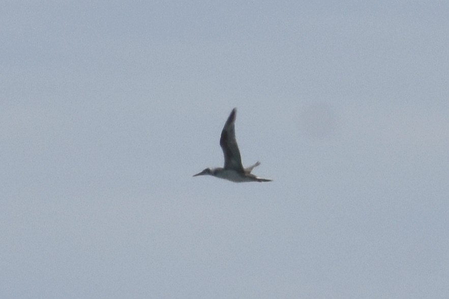 Northern Gannet - ML635019529