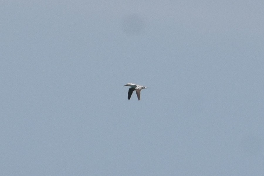 Northern Gannet - ML635019536