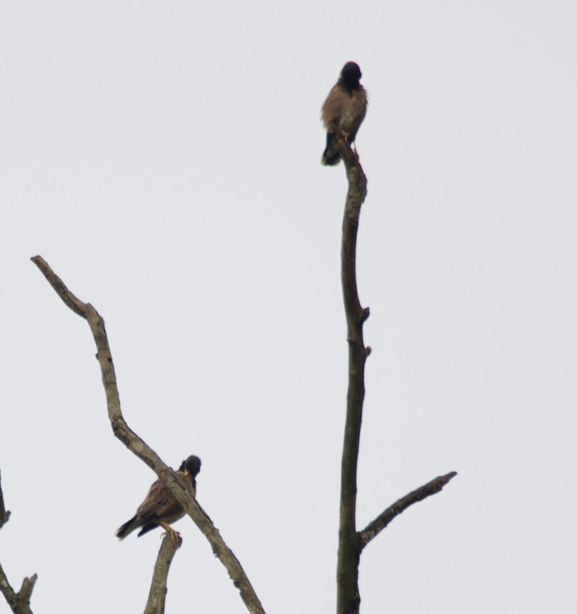 Common Myna - ML635019554