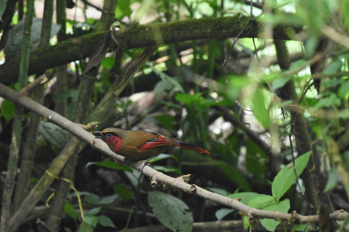 Red-faced Liocichla - ML635019562