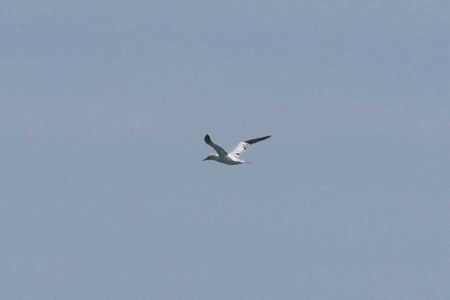 Northern Gannet - ML635019566