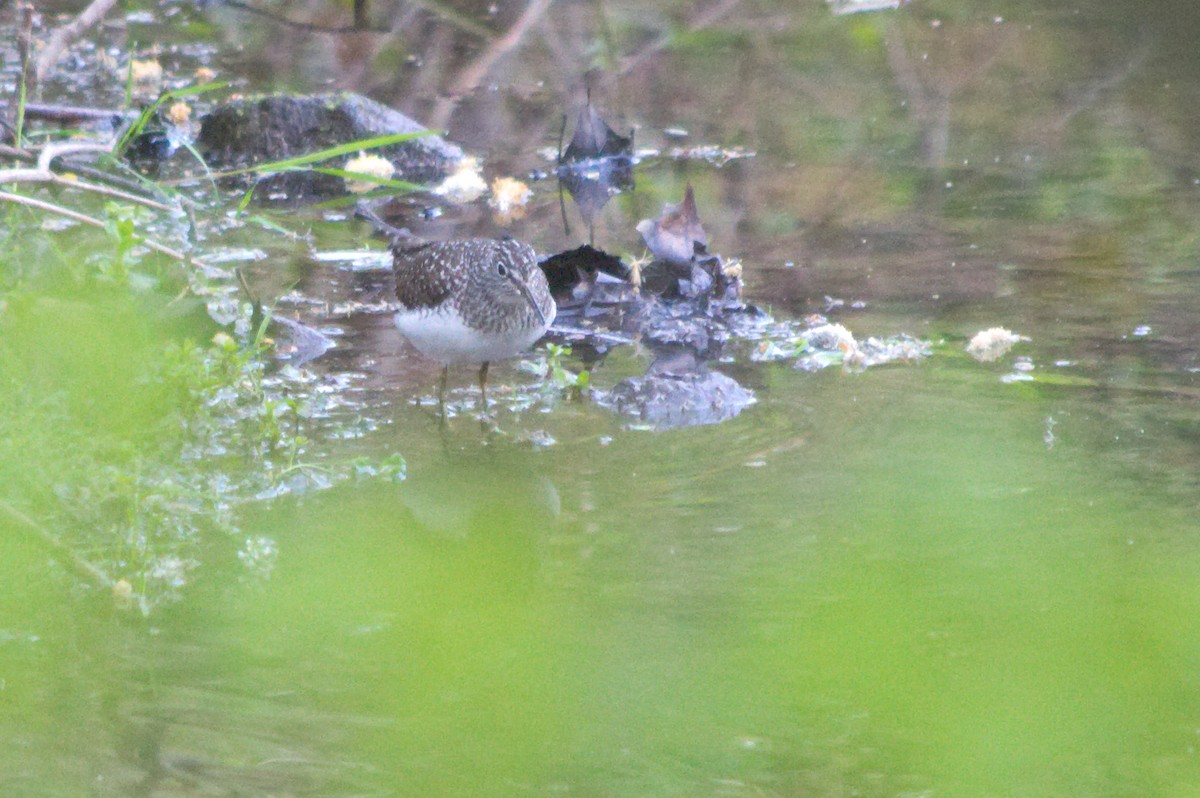 Spotted Sandpiper - ML635019568