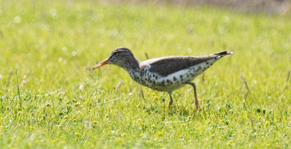 Spotted Sandpiper - ML635019571