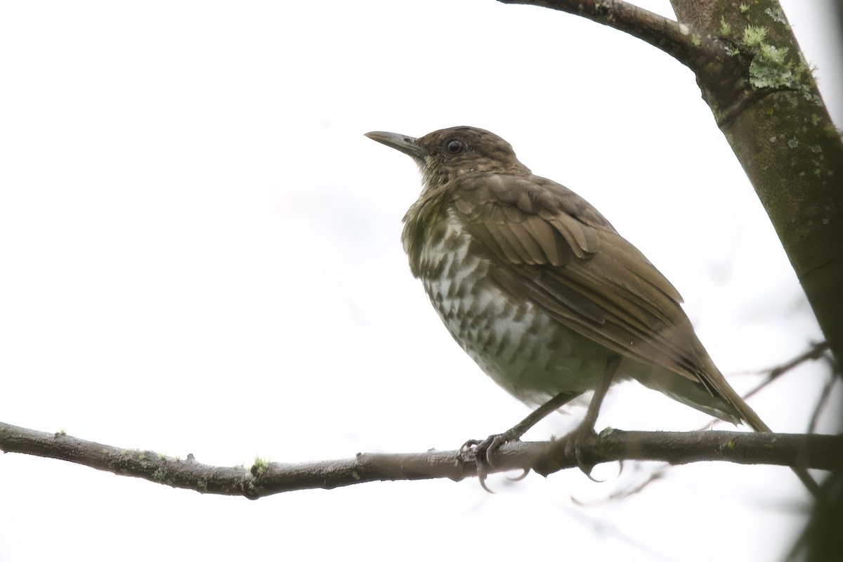 Marañon Thrush - ML635019572