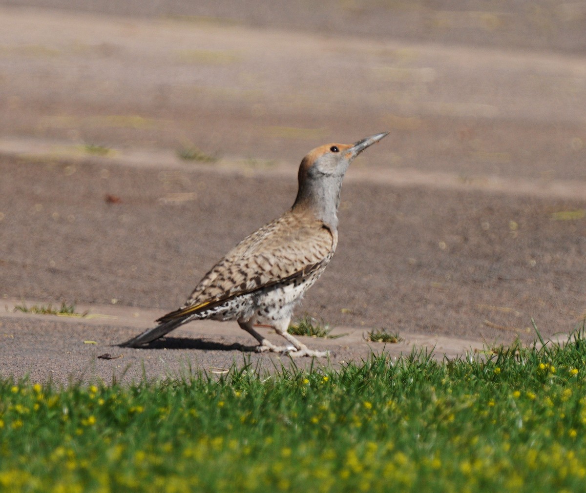 Gilded Flicker - ML635019578