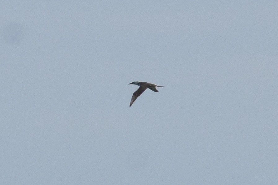 Northern Gannet - ML635019580