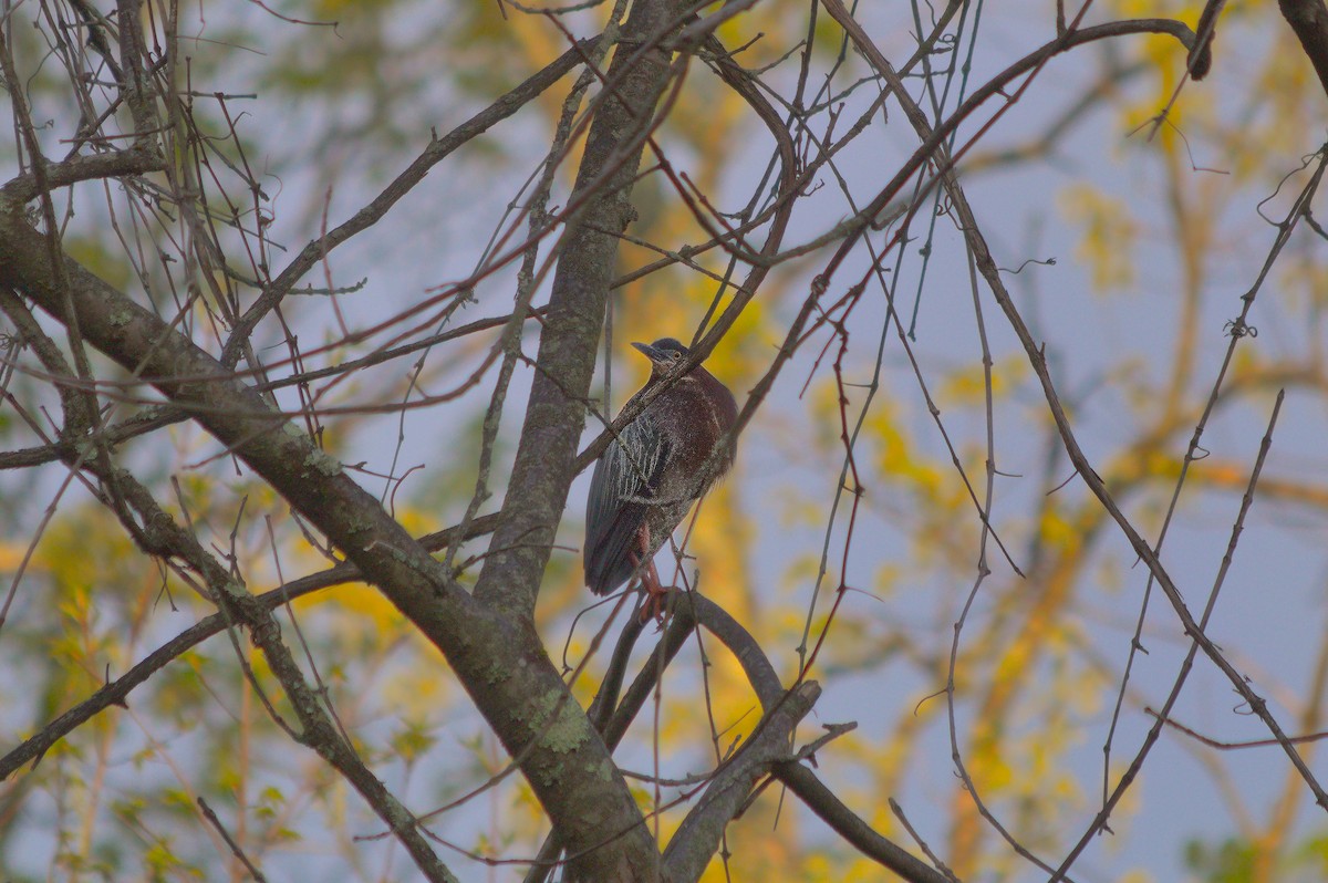 Green Heron - ML635019586