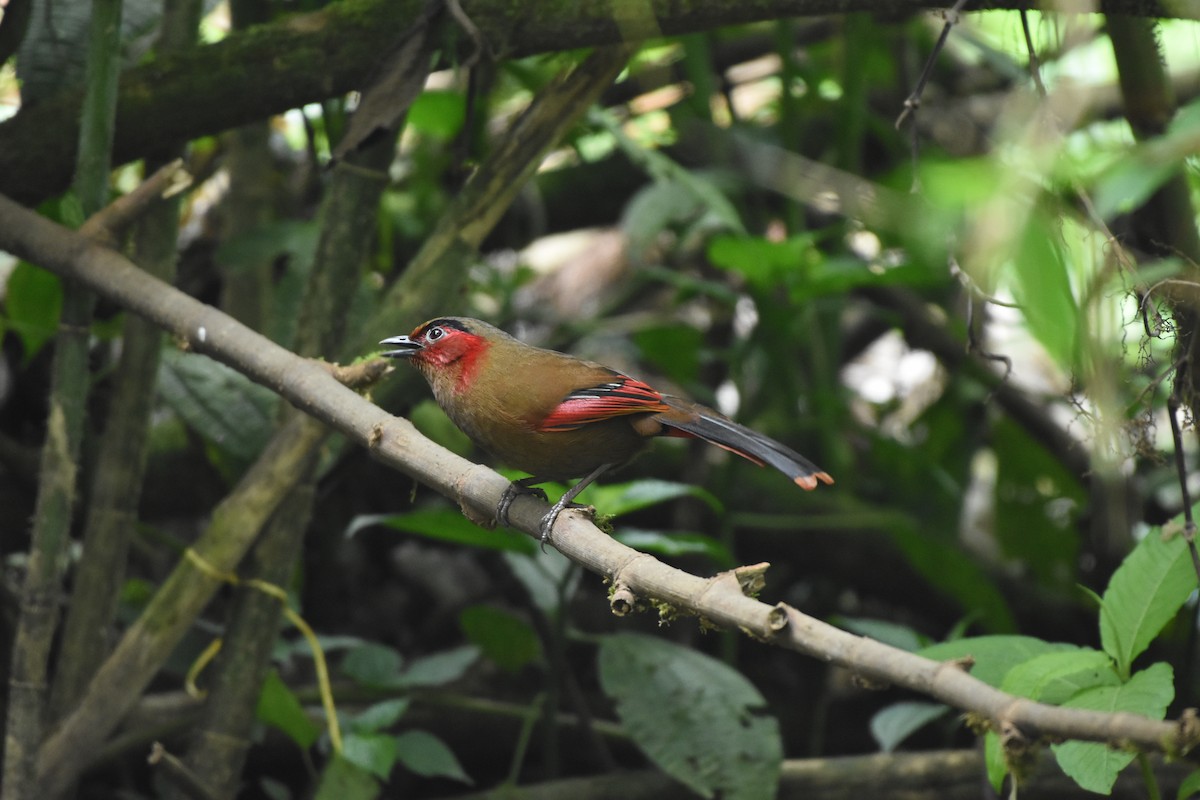 Red-faced Liocichla - ML635019601