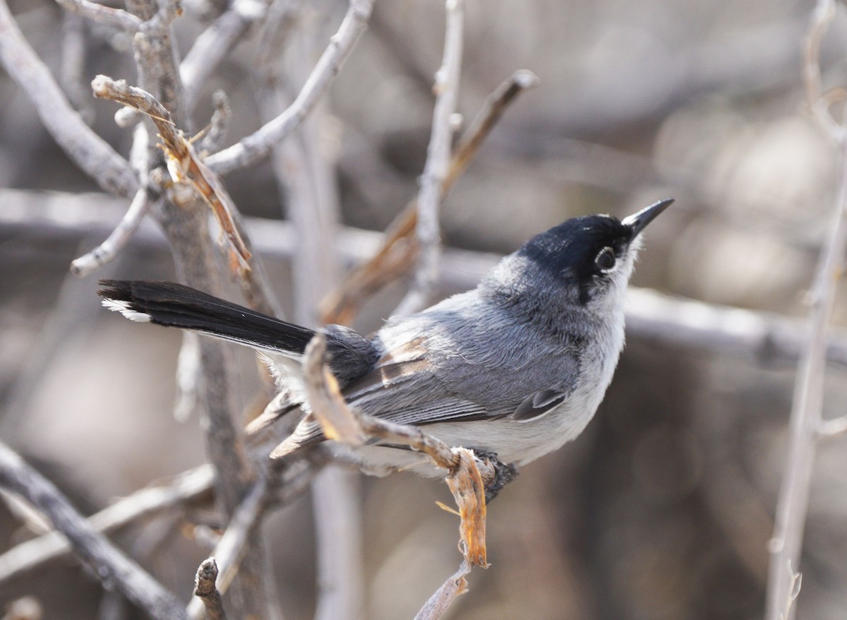 Black-tailed Gnatcatcher - ML635019618