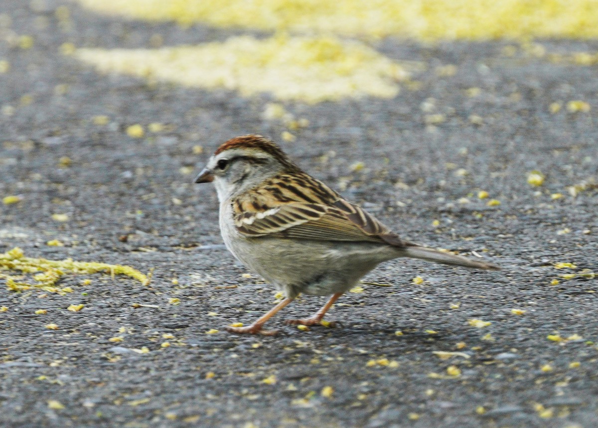 Chipping Sparrow - ML635019636