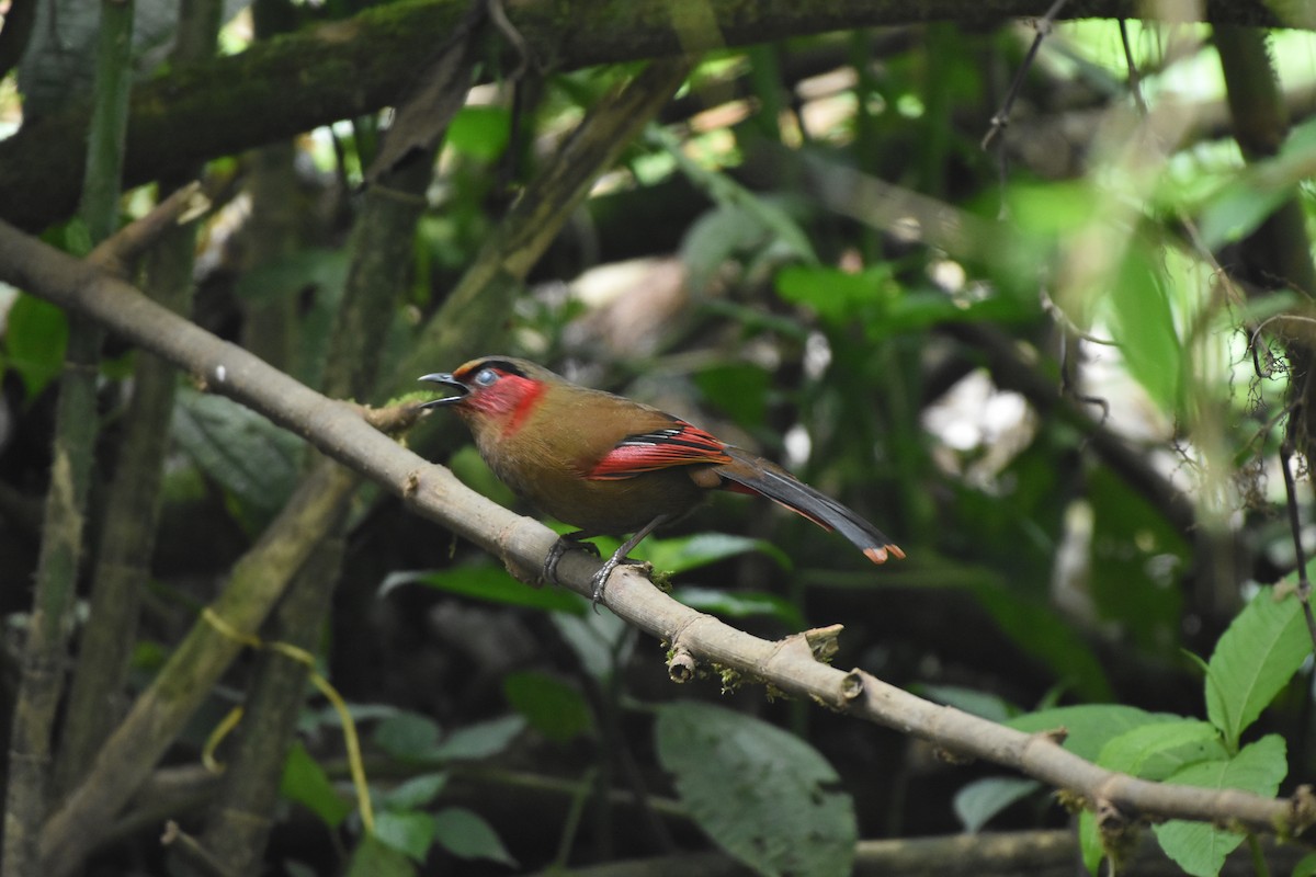 Red-faced Liocichla - ML635019637