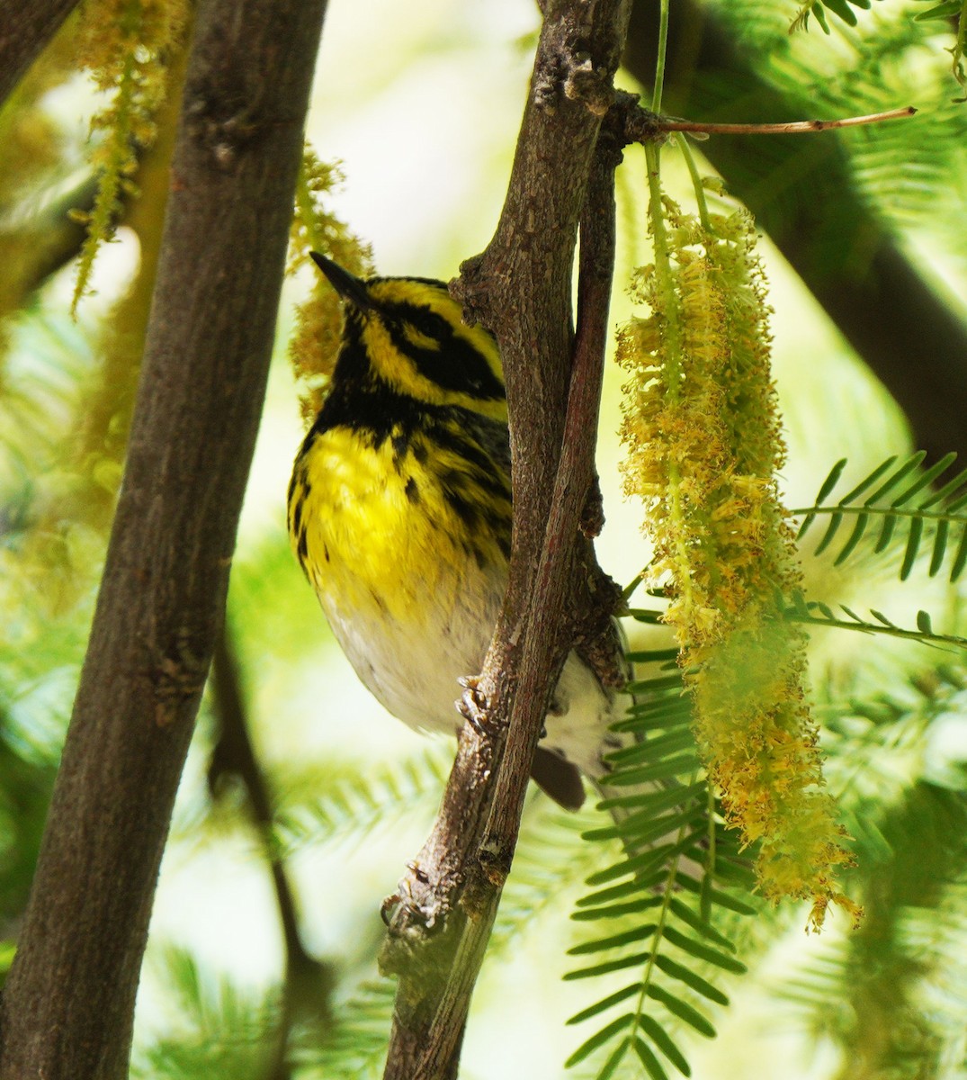 Townsend's Warbler - ML635019645