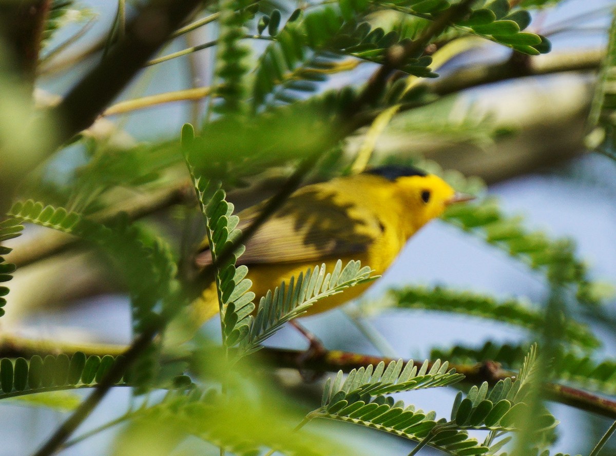 Wilson's Warbler - ML635019651