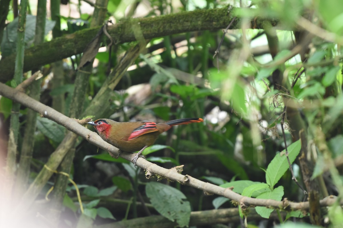 Red-faced Liocichla - ML635019666
