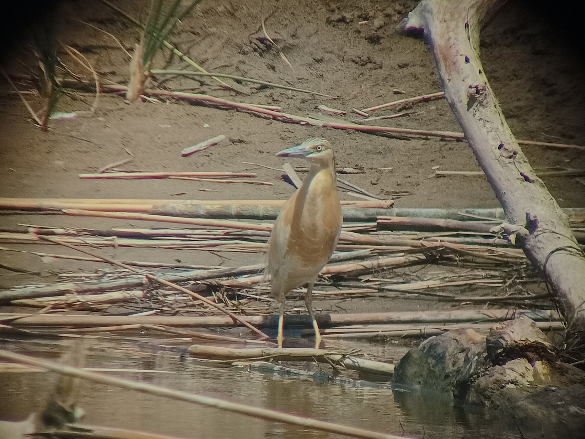 Squacco Heron - ML635019743