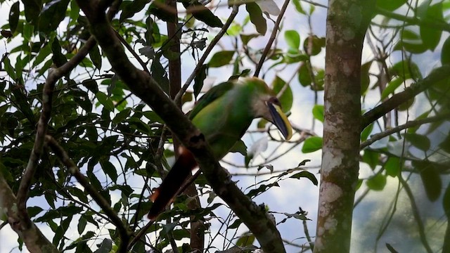 Northern Emerald-Toucanet - ML635019809
