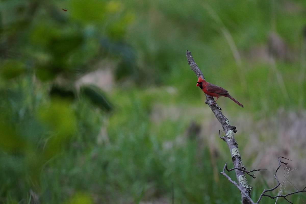 Northern Cardinal - ML635019880