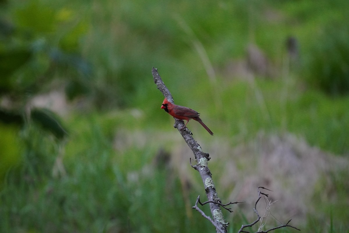 Northern Cardinal - ML635019881