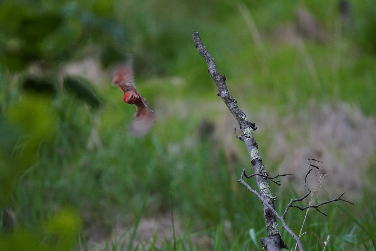 Northern Cardinal - ML635019882