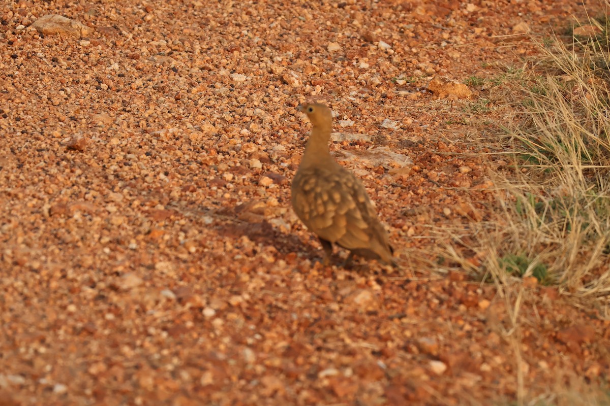 Chestnut-bellied Sandgrouse - ML635019949