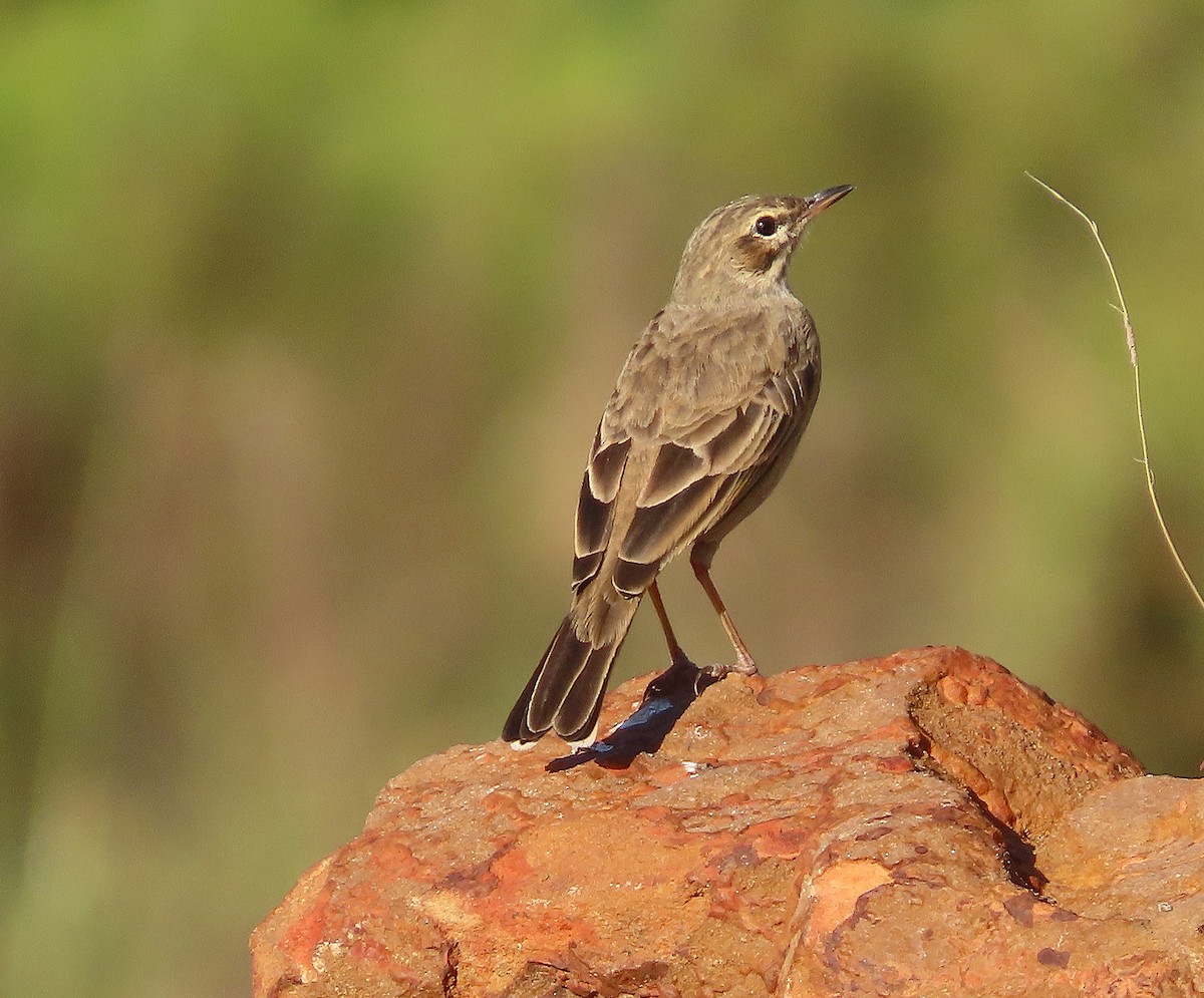 Nicholson's Pipit - ML635020081