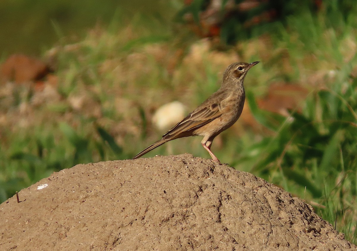 Nicholson's Pipit - ML635020083