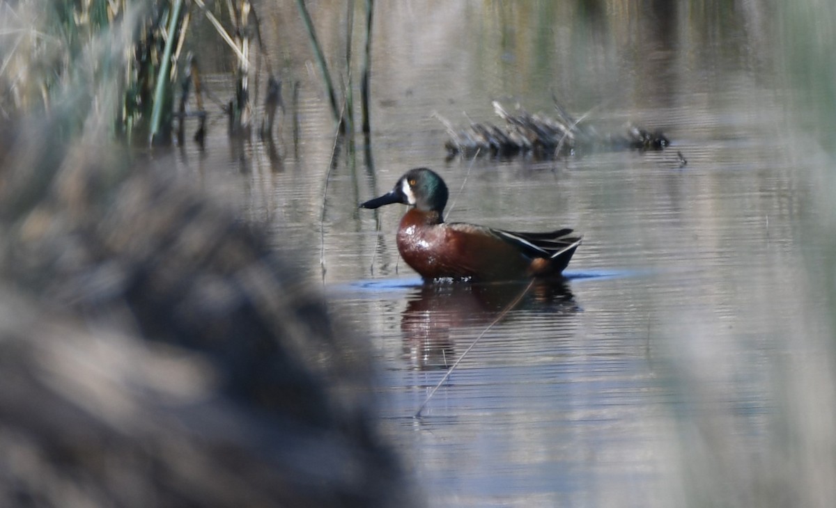 Cinnamon Teal x Northern Shoveler (hybrid) - ML635020111