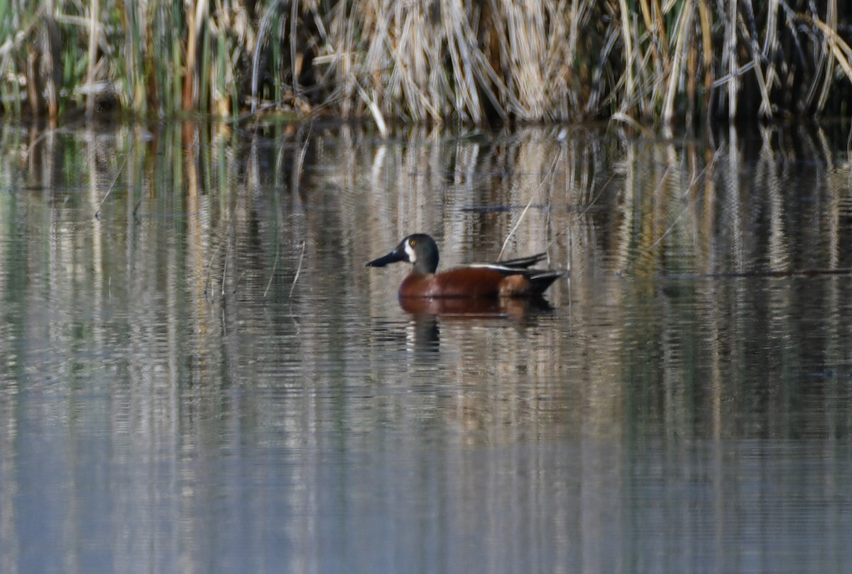 Cinnamon Teal x Northern Shoveler (hybrid) - ML635020112