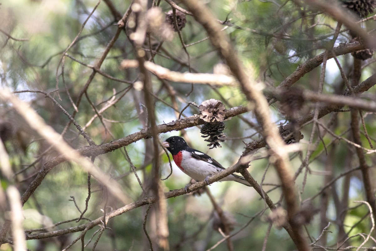 Rose-breasted Grosbeak - ML635020331