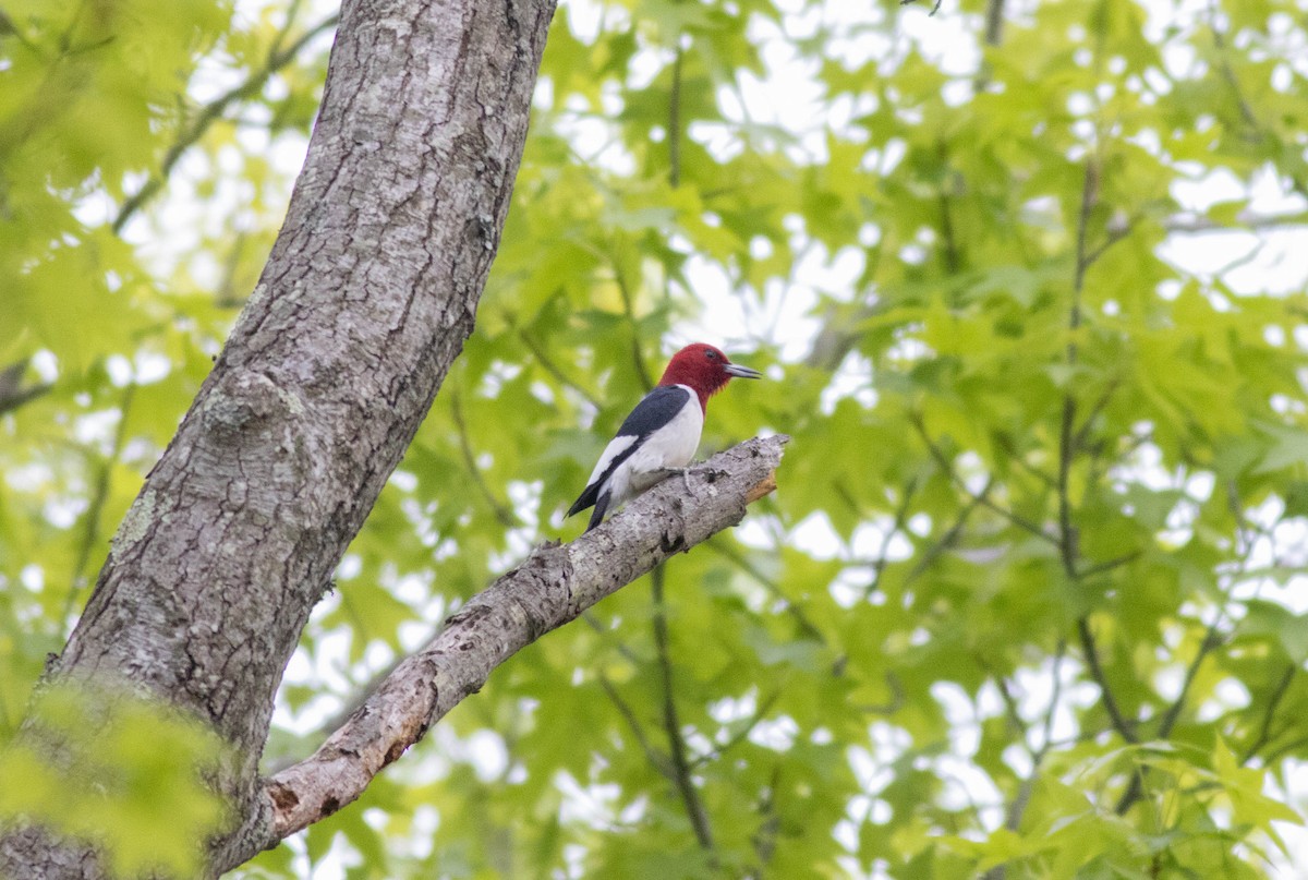 Red-headed Woodpecker - ML635020393