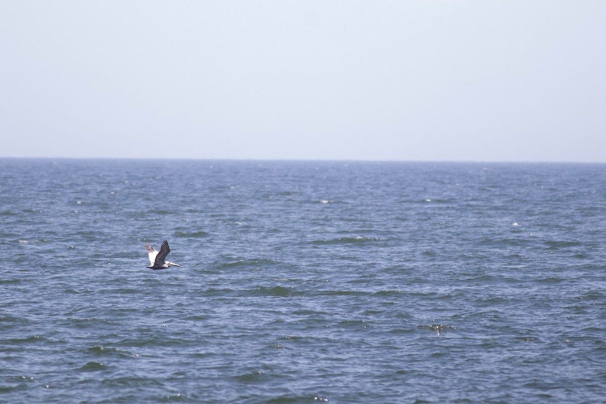 Brown Pelican - ML635020515