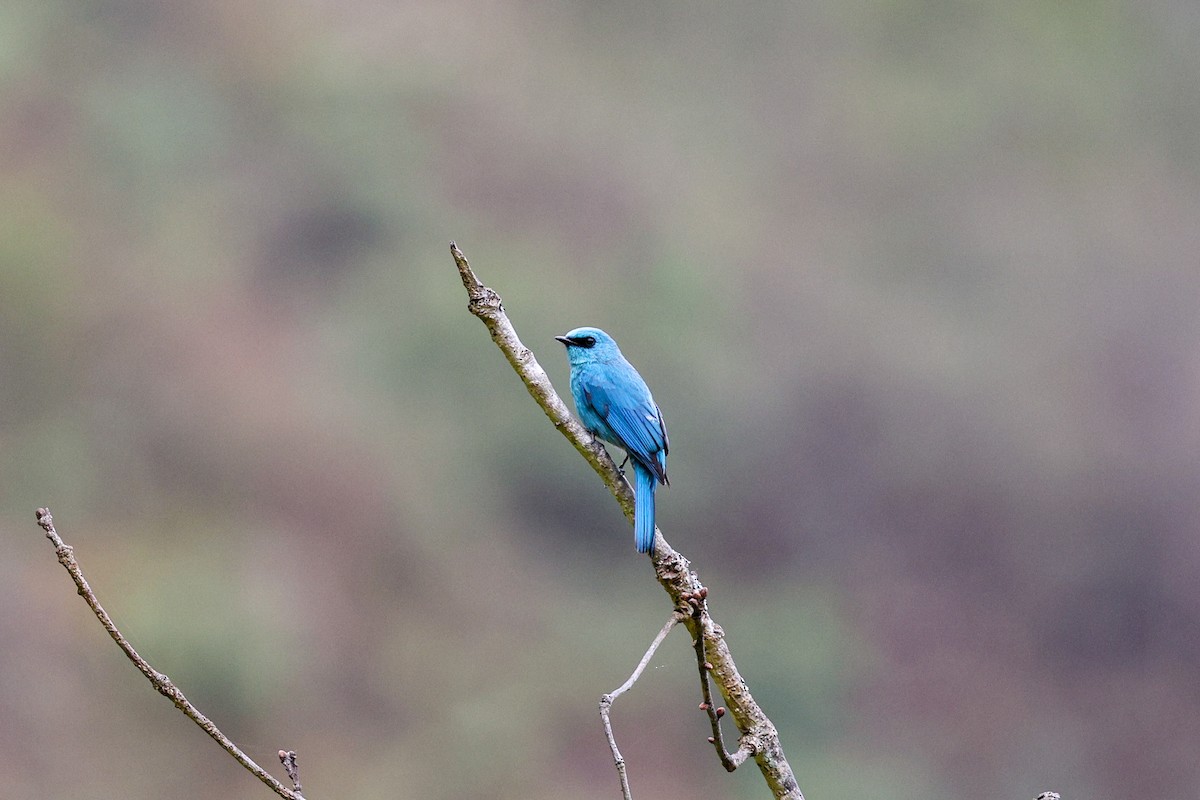 Verditer Flycatcher - ML635020545