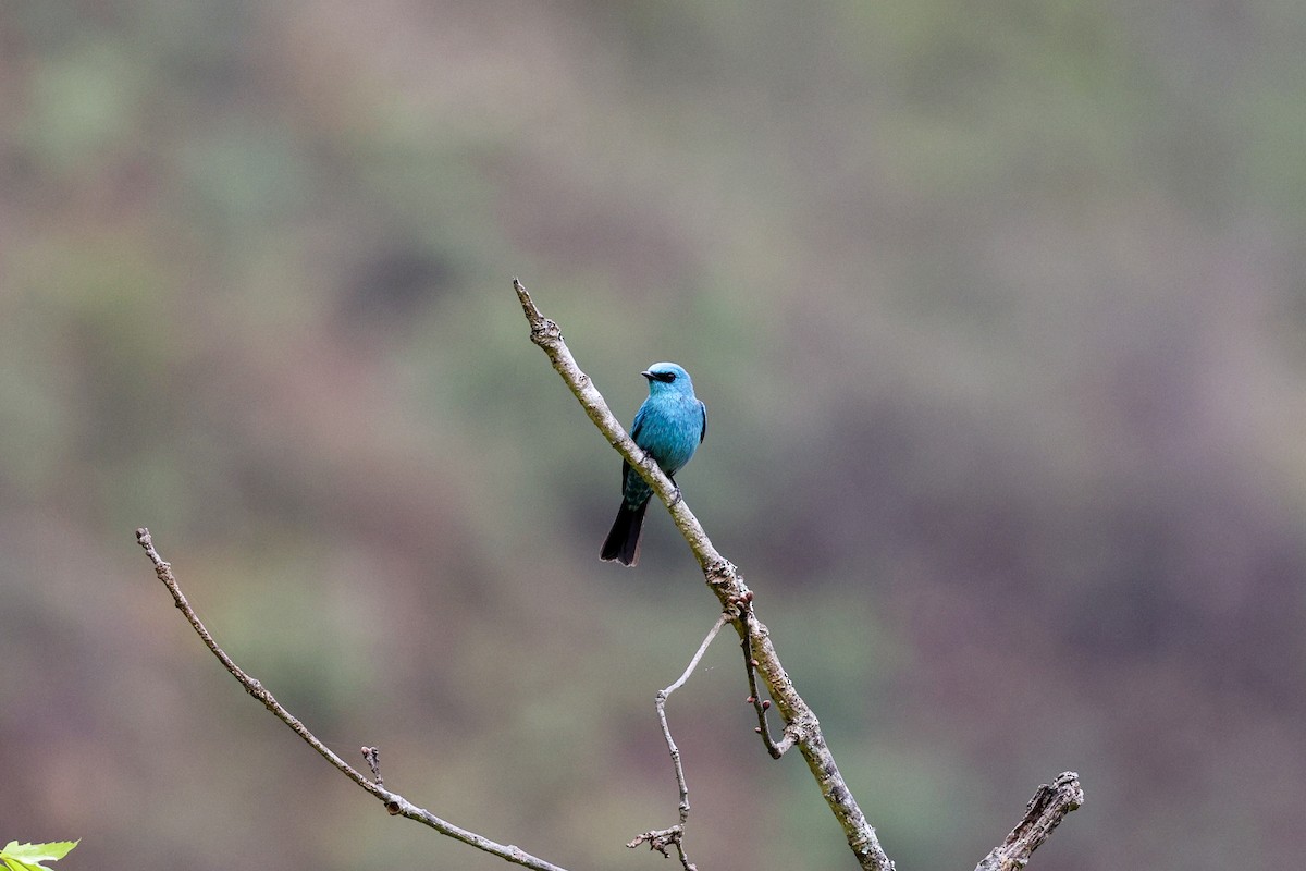 Verditer Flycatcher - ML635020546