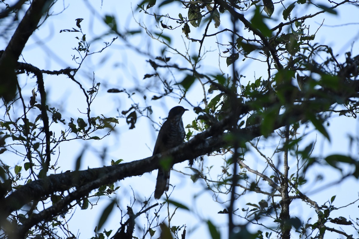 Large Hawk-Cuckoo - ML635020591