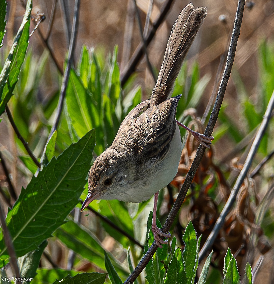 Prinia gracile - ML635020604
