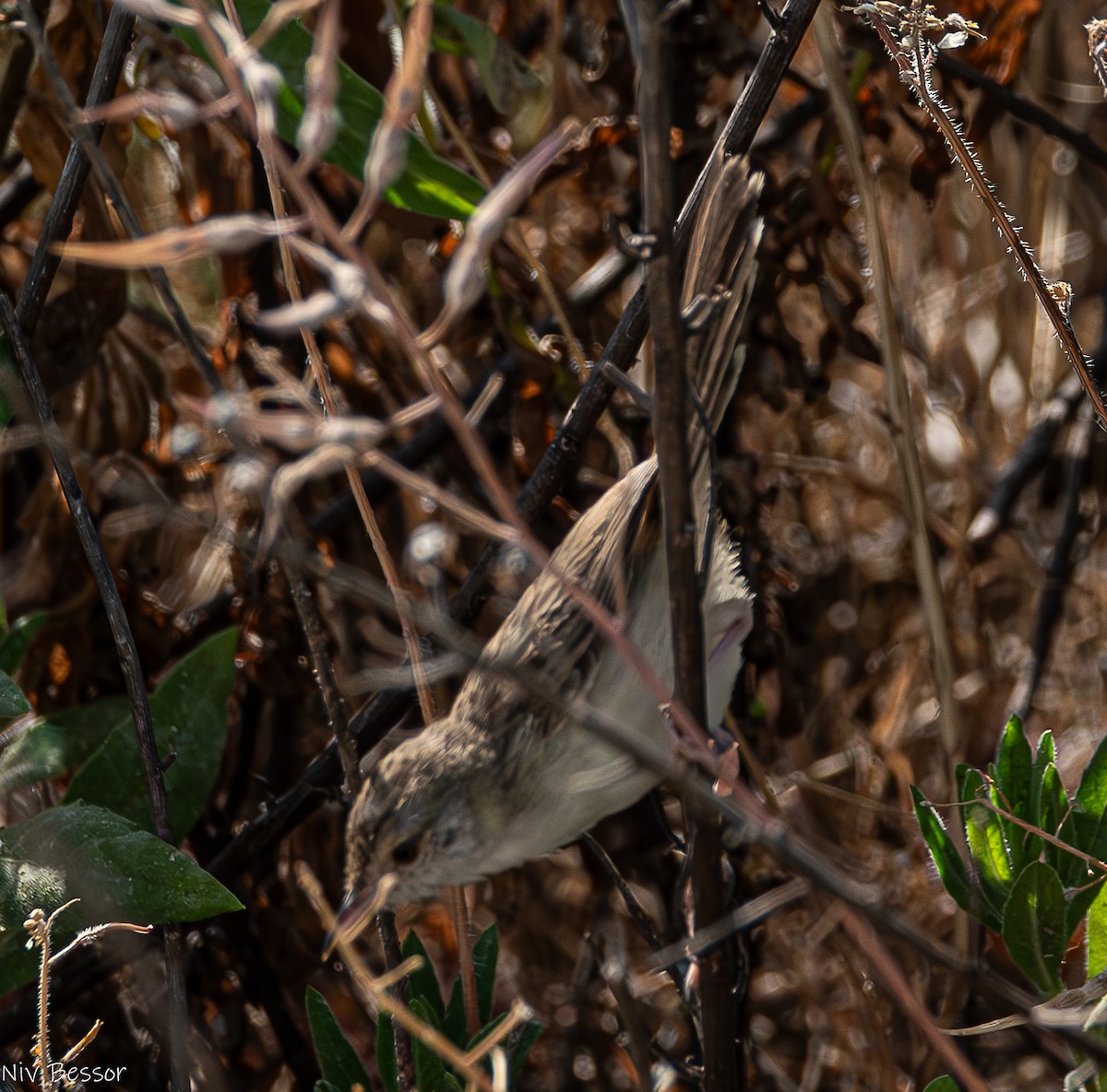 Prinia gracile - ML635020609