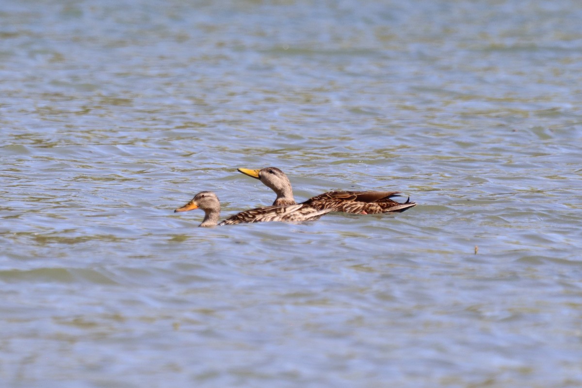 Mexican Duck - ML635020619