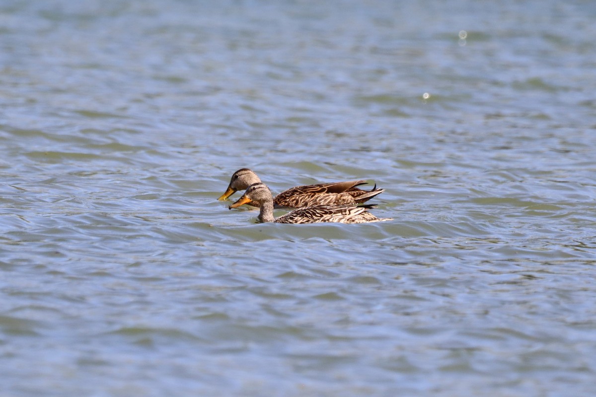 Mexican Duck - ML635020628