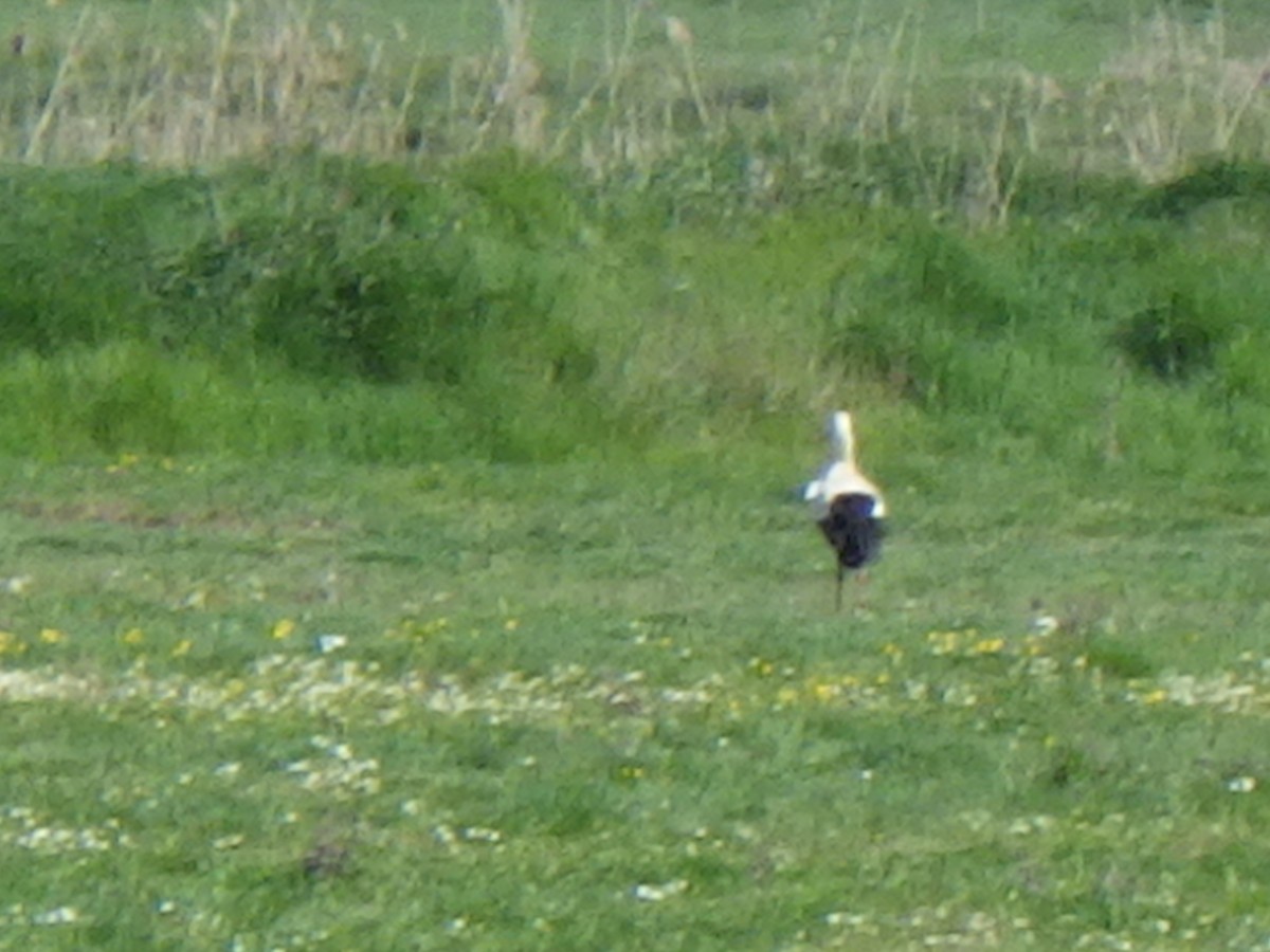 White Stork - ML635020679