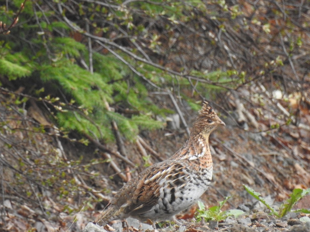 Ruffed Grouse - ML635020712