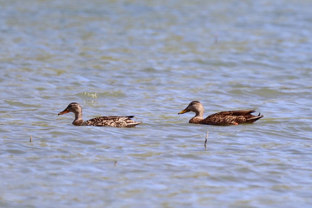 Mexican Duck - ML635020735