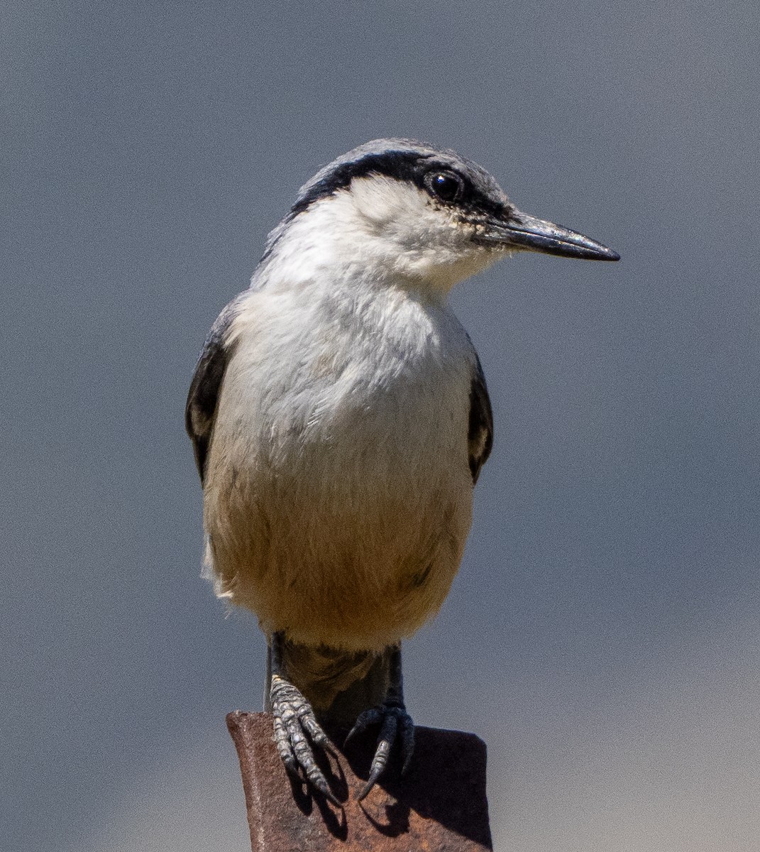 Sittelle de Neumayer - ML635020738