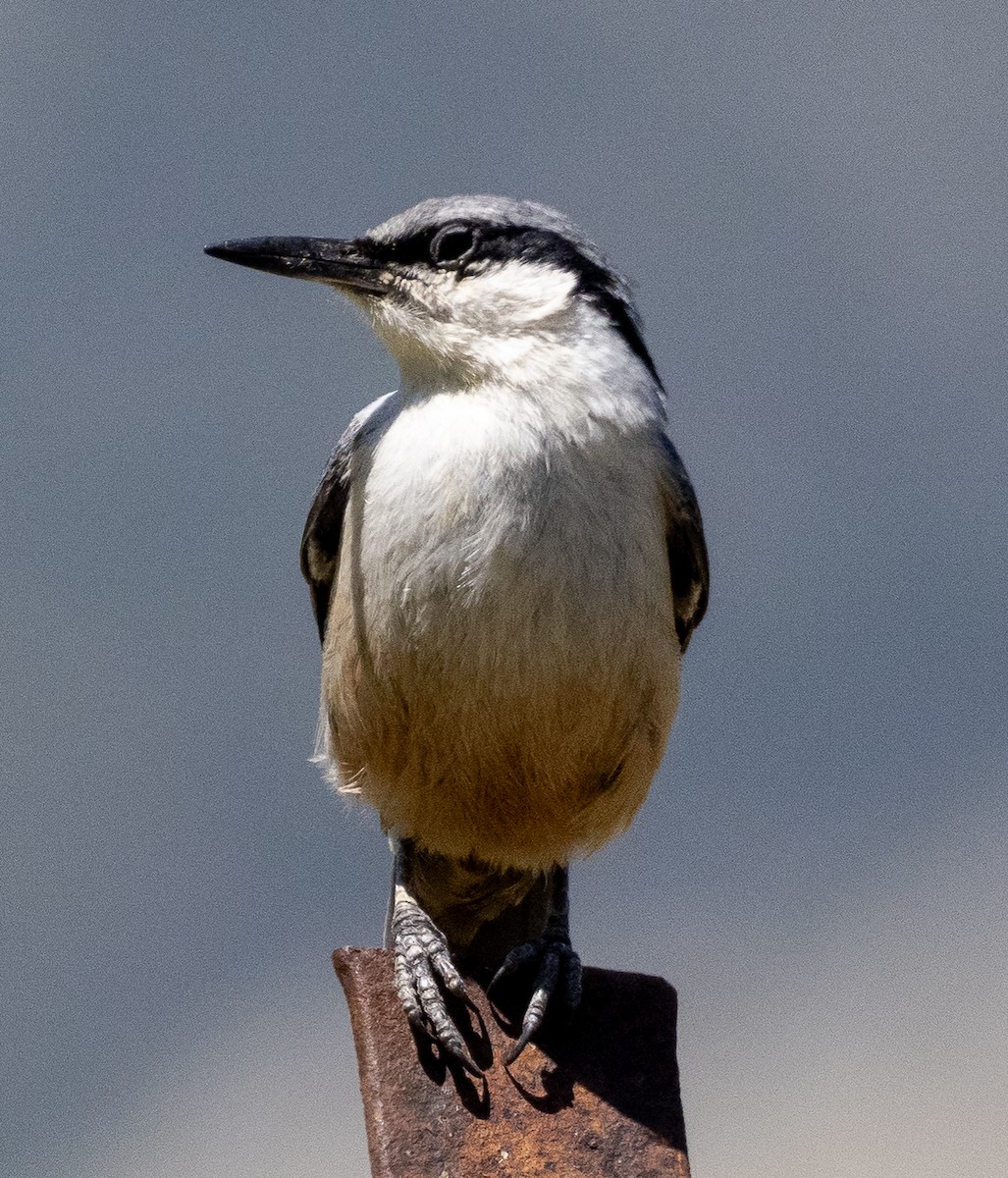 Sittelle de Neumayer - ML635020753