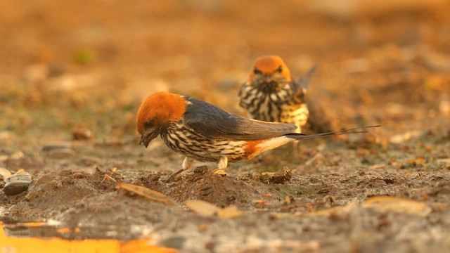 Lesser Striped Swallow - ML635020843