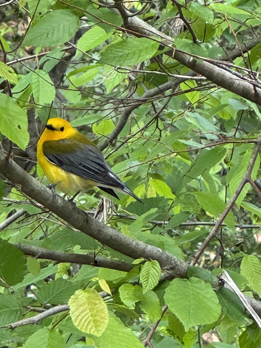 Prothonotary Warbler - ML635020919