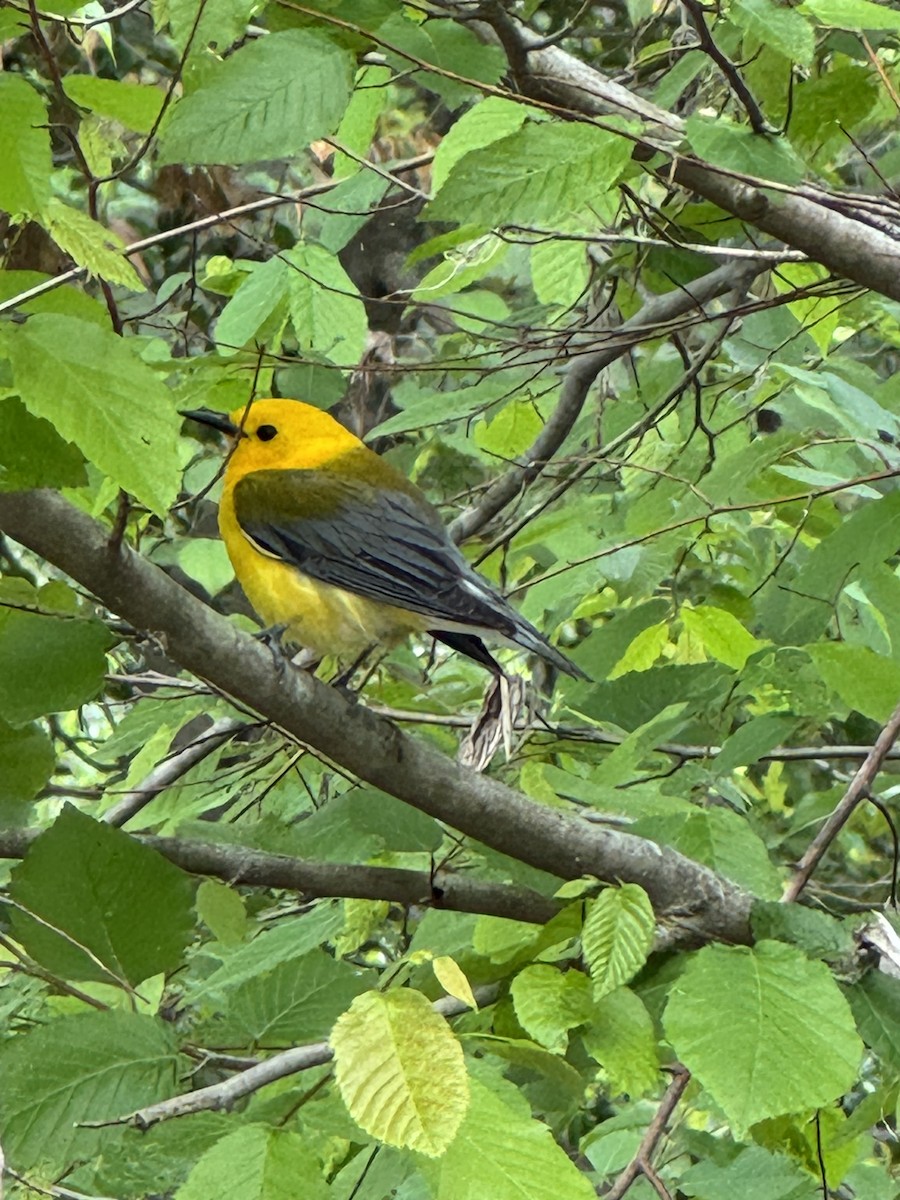 Prothonotary Warbler - ML635020920