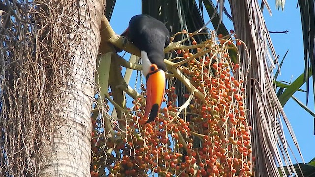 Toco Toucan - ML635020964