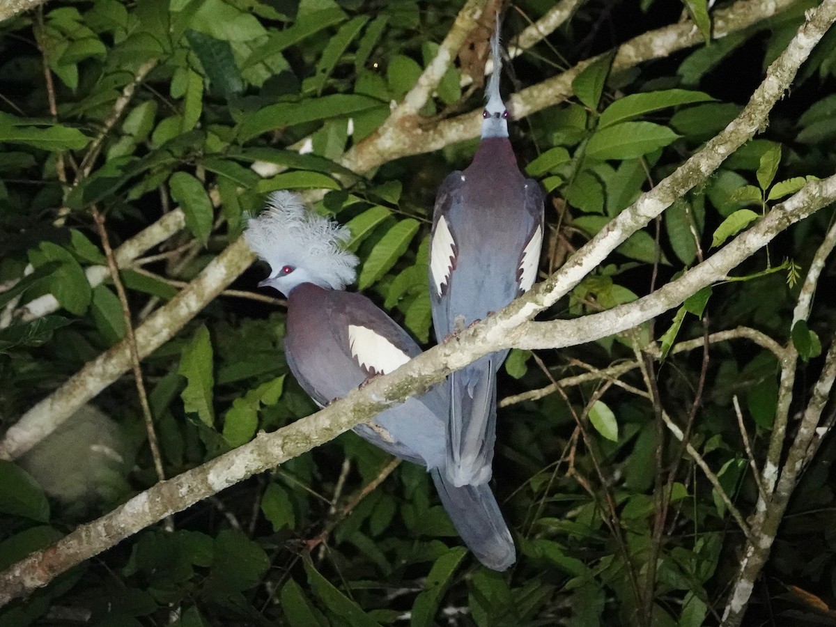 Sclater's Crowned-Pigeon - ML635021028