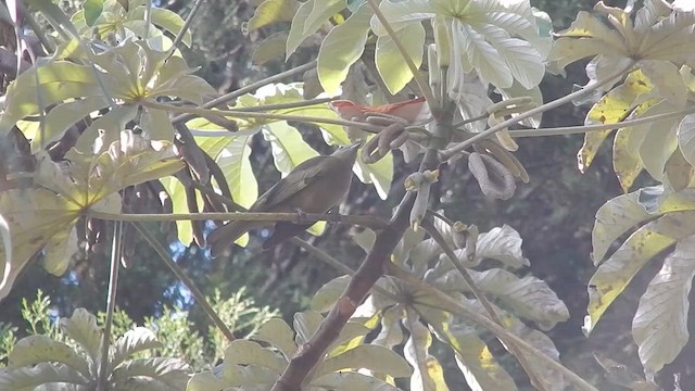 Tangara des palmiers - ML635021077